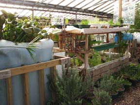 Aquaponics System
