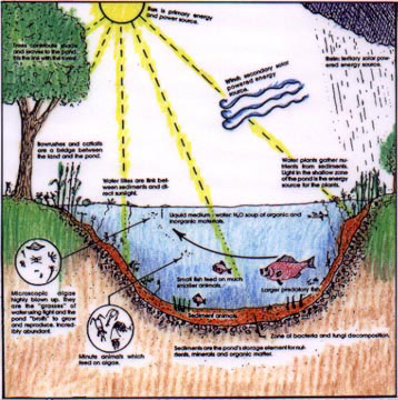 Pond Ecosystem